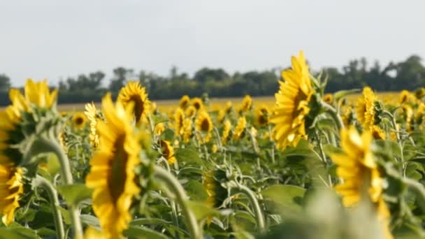 Schöne gelbe Sonnenblumen auf dem Feld an einem warmen Sommertag — Stockvideo