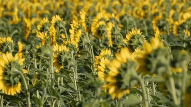 Vackra gula solrosor i fältet varm sommardag — Stockvideo