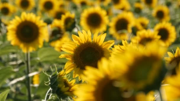 Vackra gula solrosor i fältet varm sommardag — Stockvideo