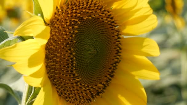 Gros beaux tournesols dans le champ d'été vue rapprochée 