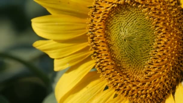 Gros beaux tournesols dans le champ d'été vue rapprochée 