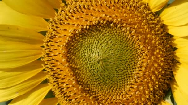 Gros beaux tournesols dans le champ d'été vue rapprochée 
