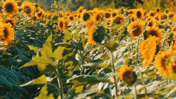 Beautiful yellow sunflowers in field on warm summer day — Stock Video