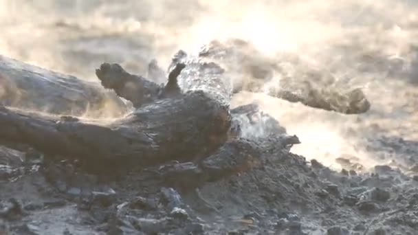 Kömürlerin, siyah ağaçlar insanlar ayak arka planı duman için Yakılan — Stok video