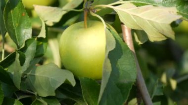 Bahçe dalında asılı Olgun yeşil elma