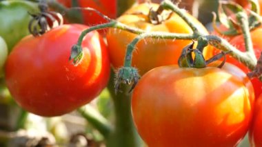 Bitki meyve Ripe domates. Bir bahçe domates hasat