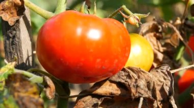 Bitki meyve Ripe domates. Bir bahçe domates hasat