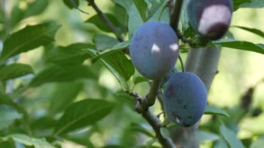 Olgunlaşmış meyve mavi erik ağacı dalı bekle