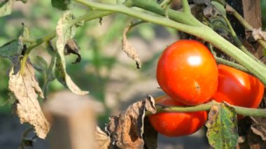 Bitki meyve Ripe domates. Bir bahçe domates hasat