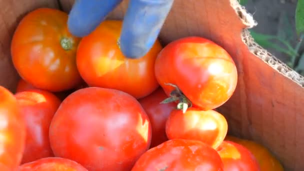 Великий смачний урожай помідорів, які зібрані, лежить у картонній коробці поруч з видом. Жінка кидає помідори в коробку — стокове відео