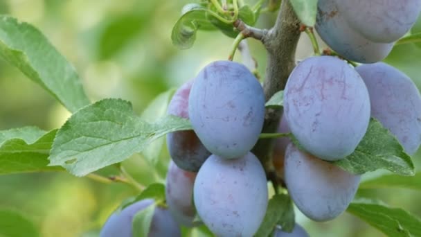 Ripe fruits Blue plums hang on tree branch — Stock Video