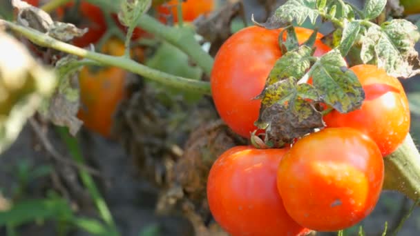 Fruta madura del tomate en la planta. La cosecha de los tomates en el jardín — Vídeo de stock