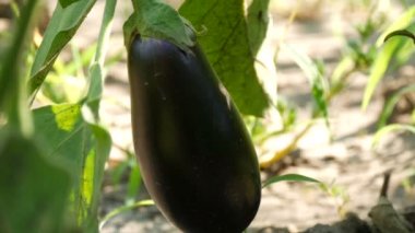 Bush bahçede meyve olgun patlıcan büyür