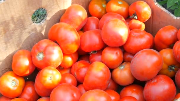 Великий смачний урожай помідорів, вибраних з саду, який лежить у картонній коробці крупним планом — стокове відео