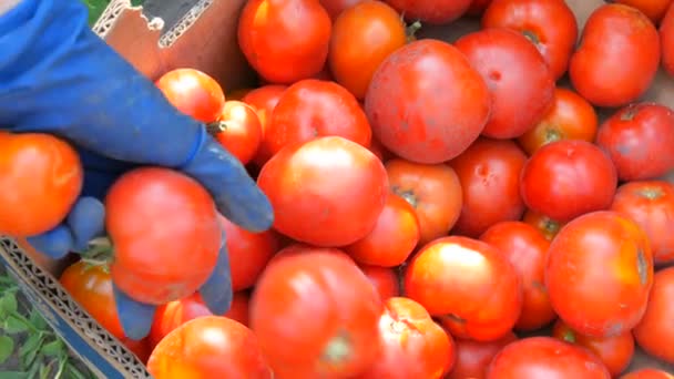 A large delicious harvest of tomatoes that are collected lie in a cardboard box near the view. Female hand throws tomatoes into a box — Stock Video