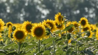 Sıcak yaz gününde alanında güzel sarı ayçiçeği
