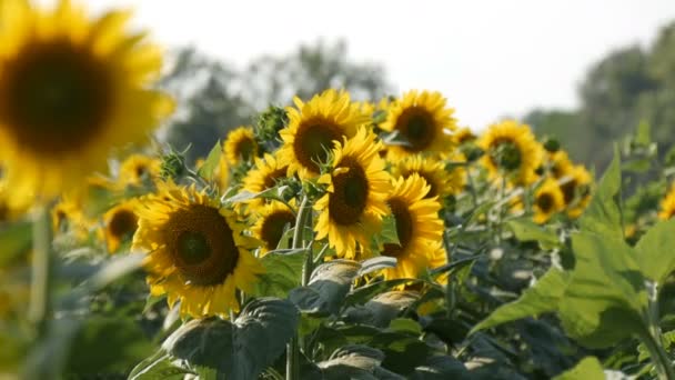 Vackra gula solrosor i fältet varm sommardag — Stockvideo