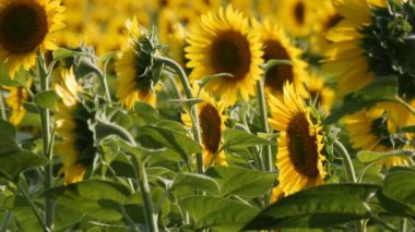 Sıcak yaz gününde alanında güzel sarı ayçiçeği