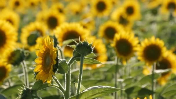 Schöne gelbe Sonnenblumen auf dem Feld an einem warmen Sommertag — Stockvideo