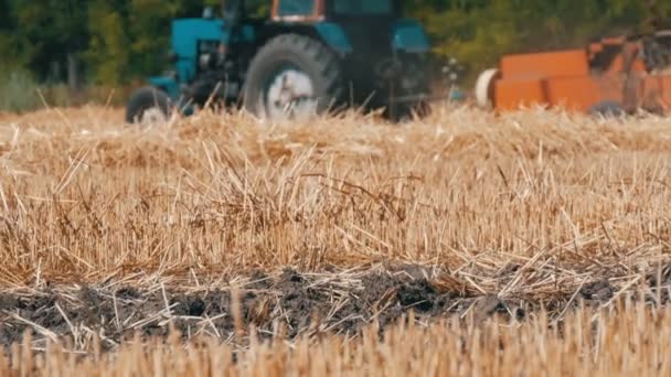 Zešikmení pšenice v pozadí jede traktor a seká plodiny — Stock video