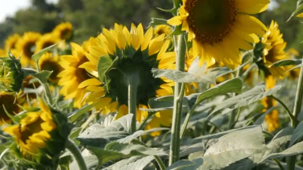 Желтые подсолнухи в поле в теплый летний день — стоковое видео