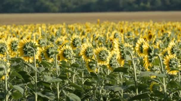 Schöne Gelbe Sonnenblumen Auf Dem Feld Einem Warmen Sommertag — Stockvideo