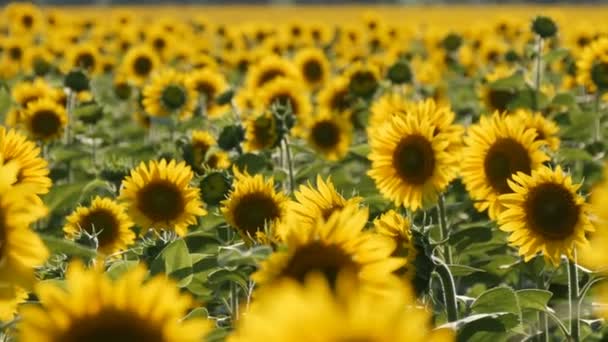 Schöne gelbe Sonnenblumen auf dem Feld an einem warmen Sommertag — Stockvideo