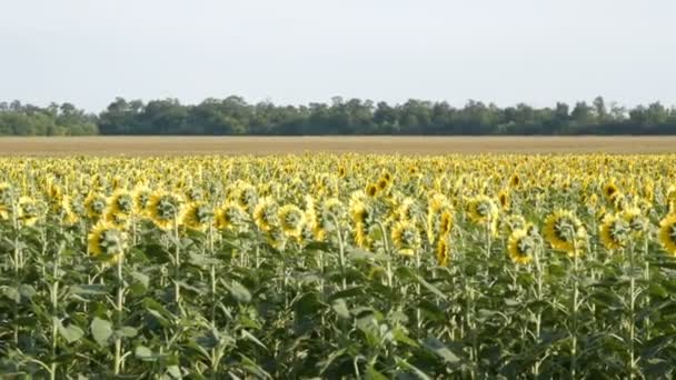 Hermosos girasoles amarillos en el campo en el cálido día de verano — Vídeo de stock