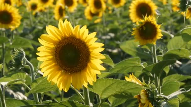 Vackra gula solrosor i fältet varm sommardag — Stockvideo