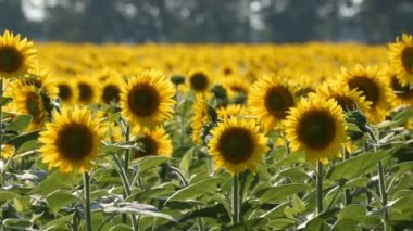 Sıcak yaz gününde alanında güzel sarı ayçiçeği