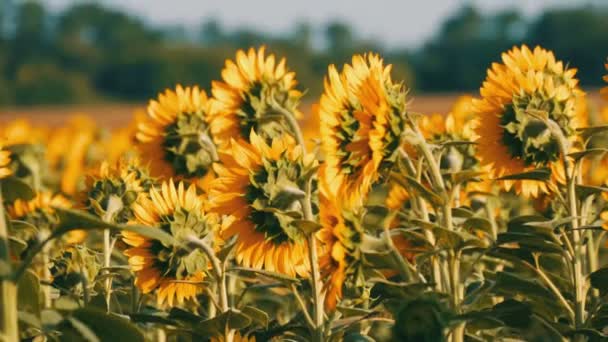 Beautiful yellow sunflowers in field on warm summer day — Stock Video