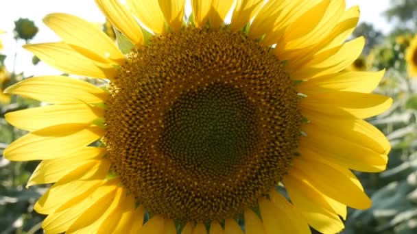 Grandi girasoli belli nel campo estivo vista da vicino — Video Stock