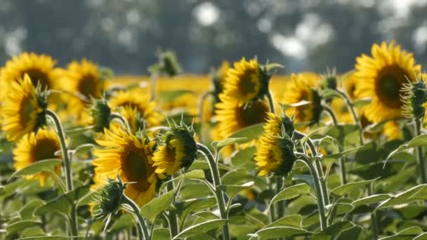 Желтые подсолнухи в поле в теплый летний день — стоковое видео