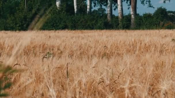 Прекрасное поле спелой пшеницы, колоски пшеницы на ветру — стоковое видео