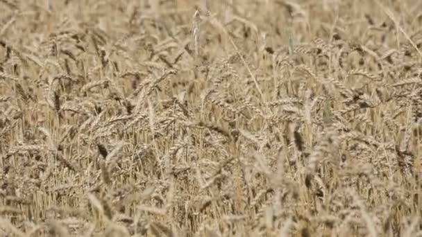 Beau champ de blé mûr, épillets de blé balancent dans le vent 