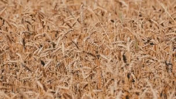 Beau champ de blé mûr, épillets de blé balancent dans le vent — Video