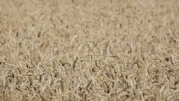 Mooi gebied van rijpe tarwe, spikelets van tarwe zwaaien in de wind — Stockvideo