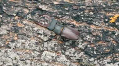 Ağaç kabuğu büyük böceği Lucanus cervus sürünür.