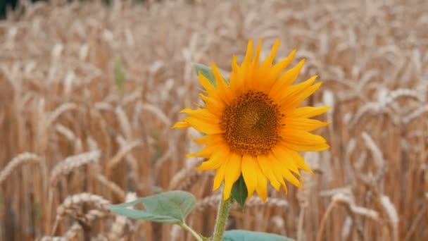 Lonely young sunflower in wheat field against a background of wheat spikes — Stock Video