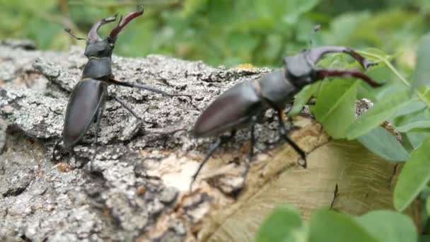 Dos grandes escarabajos ciervos Lucanus cervus se arrastran a lo largo del árbol. Escarabajos raros en el bosque — Vídeos de Stock