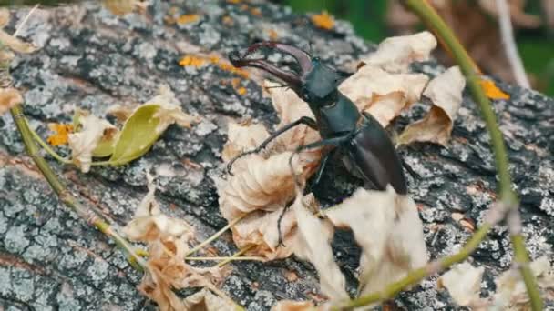 大甲虫 Lucanus 鹿沿树皮树爬行. — 图库视频影像