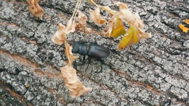 Velký brouk Roháč obecný plíží podél kůra stromu. — Stock video