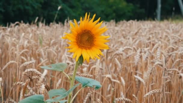 Eenzame jonge zonnebloem in tarweveld tegen een achtergrond van tarwe spikes — Stockvideo