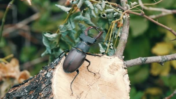 木の樹皮に沿ってゾッと大型甲虫 Lucanus cervus. — ストック動画