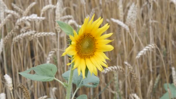 Одинокий молодой подсолнух на пшеничном поле на фоне пшеничных шипов — стоковое видео