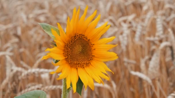 Eenzame jonge zonnebloem in tarweveld tegen een achtergrond van tarwe spikes — Stockvideo