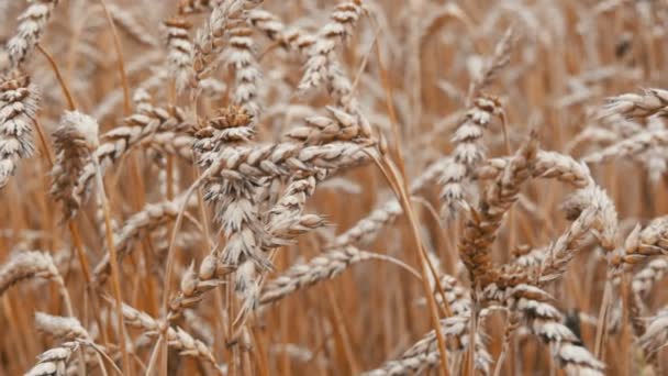 Espiguillas amarillas maduras de trigo se desarrollan en el viento en el campo — Vídeos de Stock