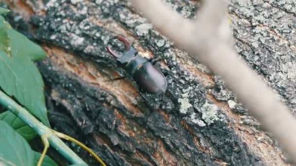 Large beetle Lucanus cervus creeps along the bark of tree. — Stock Footage Large beetle Lucanus cervus creeps along the bark of tree. Stock Footage
