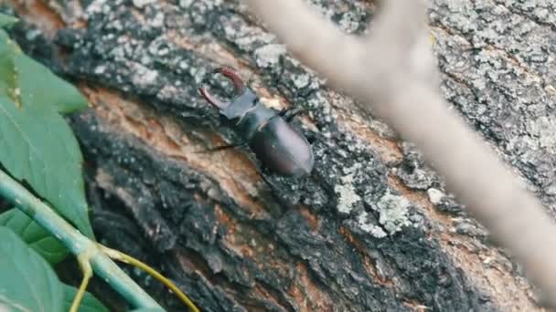 Large beetle Lucanus cervus creeps along the bark of tree. — Stock Video