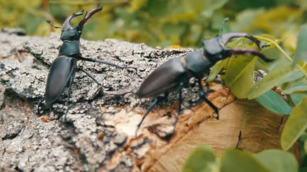 Két nagy szarvas bogarak Lucanus cervus vánszorogni fa. Az erdő ritka bogarak — Stock videók